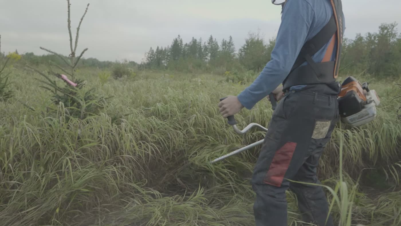 Débroussaillage d'un terrain en friche à la débroussailleuse, dans les hautes herbes.