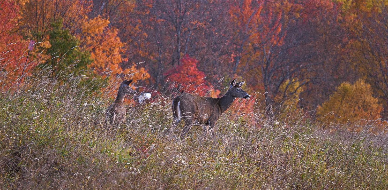 Une biche et son faon dans une friche, devant un boisé aux couleurs d'automne.